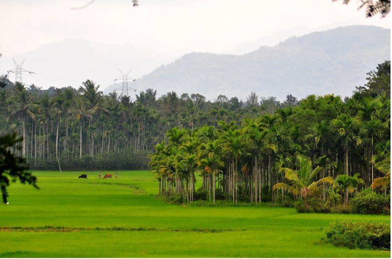 Wayanad Gate Resort Mananthavady Eksteriør billede